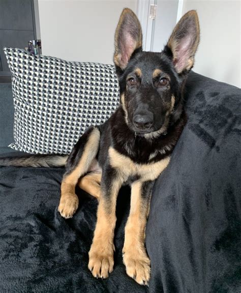 6 month old german shepherd